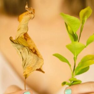 renaissance & transformation